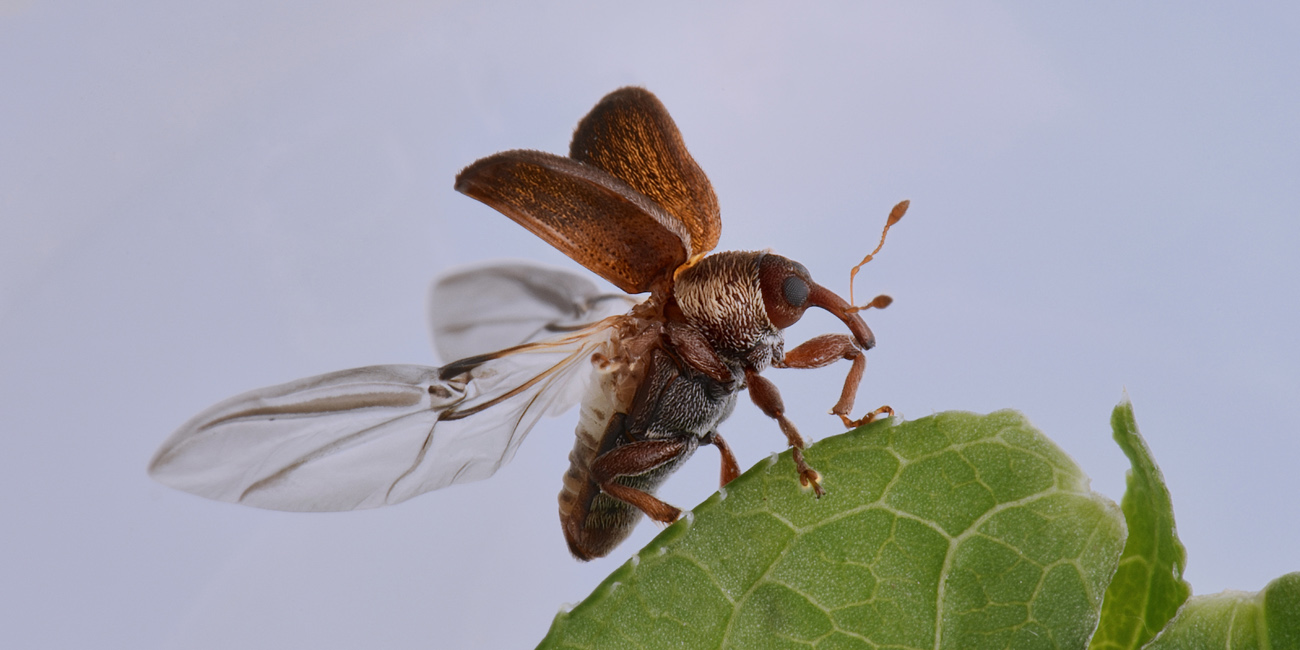 Curculionidae:  Lignyodes enucleator?  S !